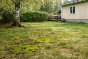 sammalen poisto nurmikolta